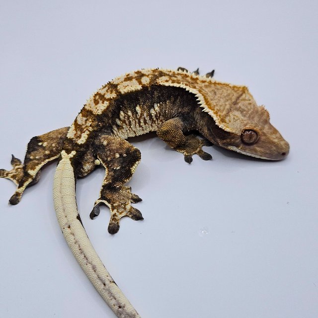 트라이 익스트림할리퀸 노멀 다크