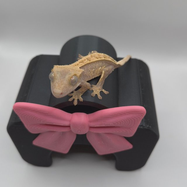 노멀 하이포 핀스트라이프