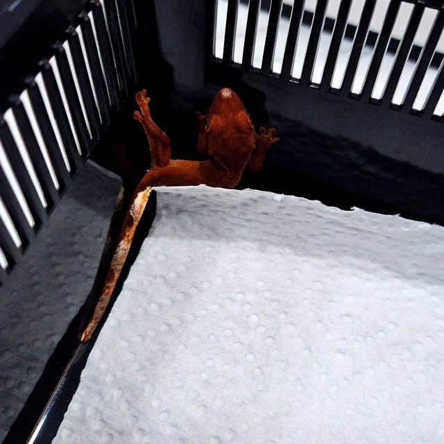 바이 패턴리스 레드