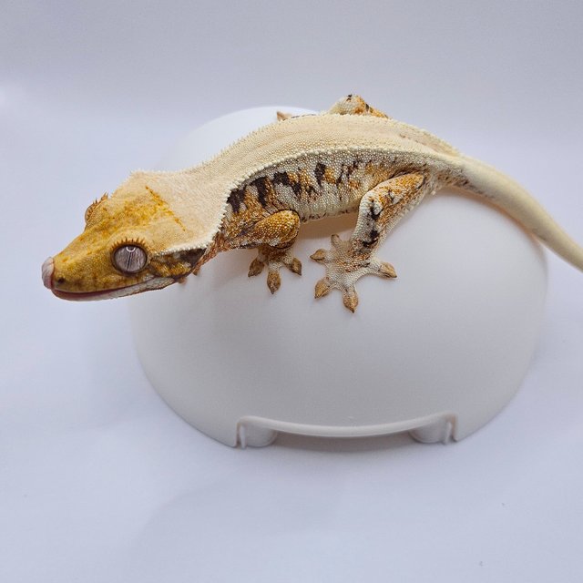 릴리화이트 트라이