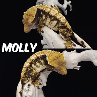 몰리