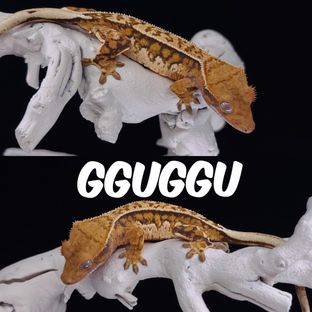 꾸꾸