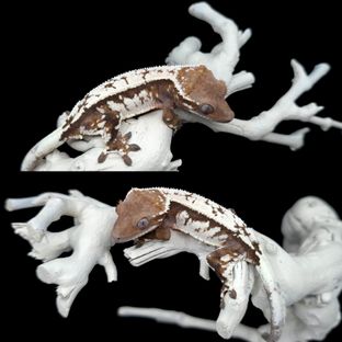 세이블