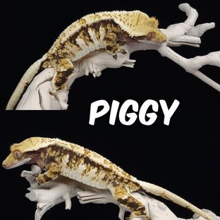 피기