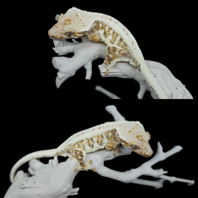 릴리화이트 트라이
