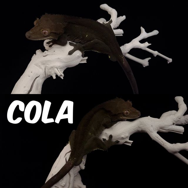 노멀 팬텀 챠콜 알티