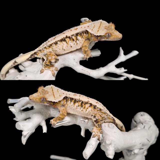 노멀 트라이 드리피