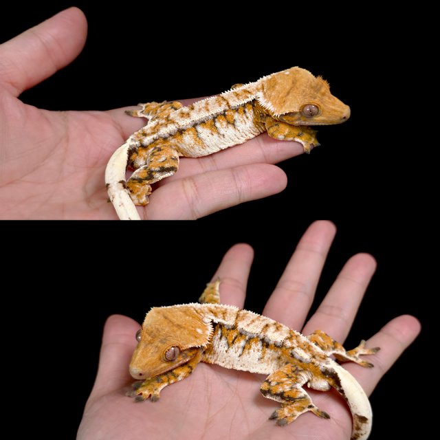 노멀 트라이 텐저린