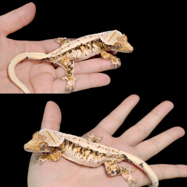 노멀 트라이 드리피