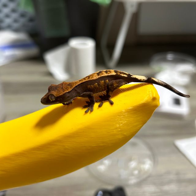 세이블