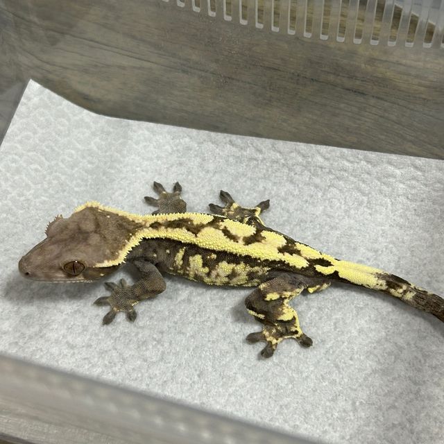 세이블