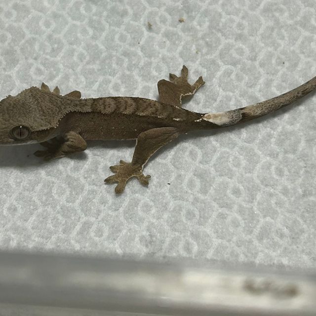 브린들 레드
