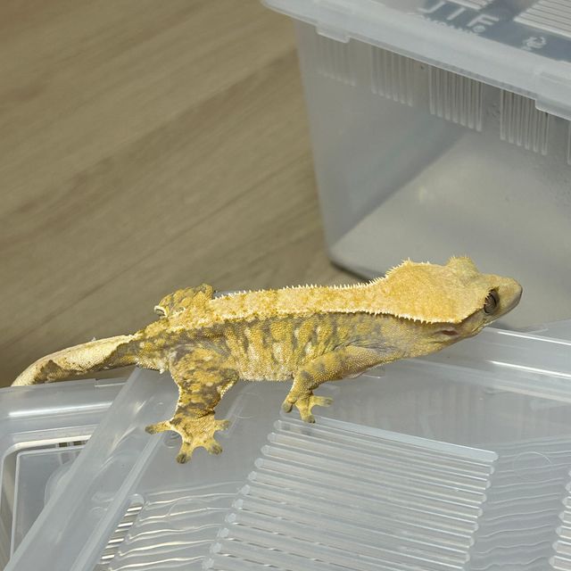 익스트림할리퀸