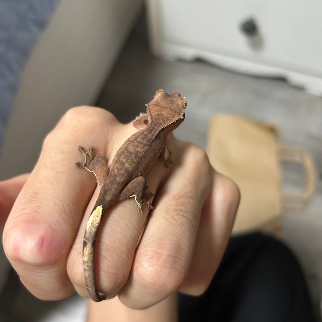 다크 벅스킨 챠콜