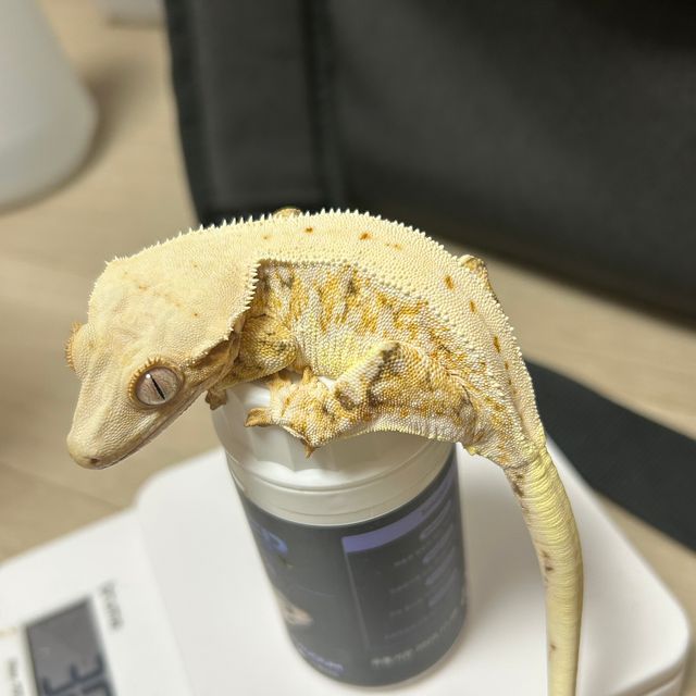 릴리화이트