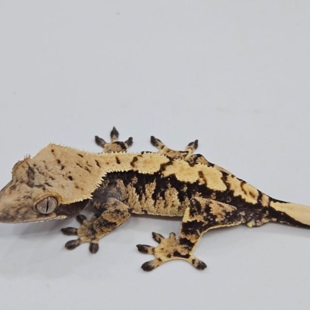 익스트림할리퀸