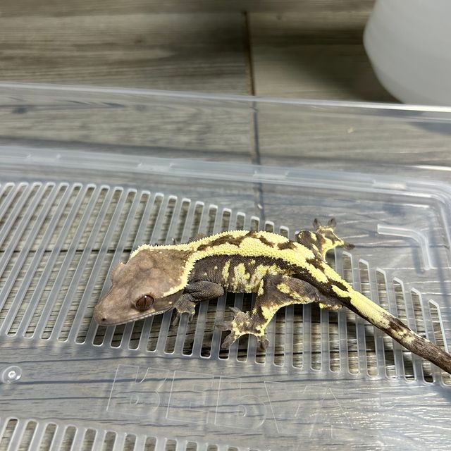 세이블