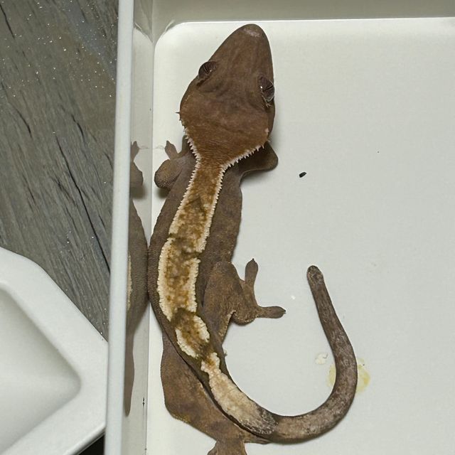 세이블