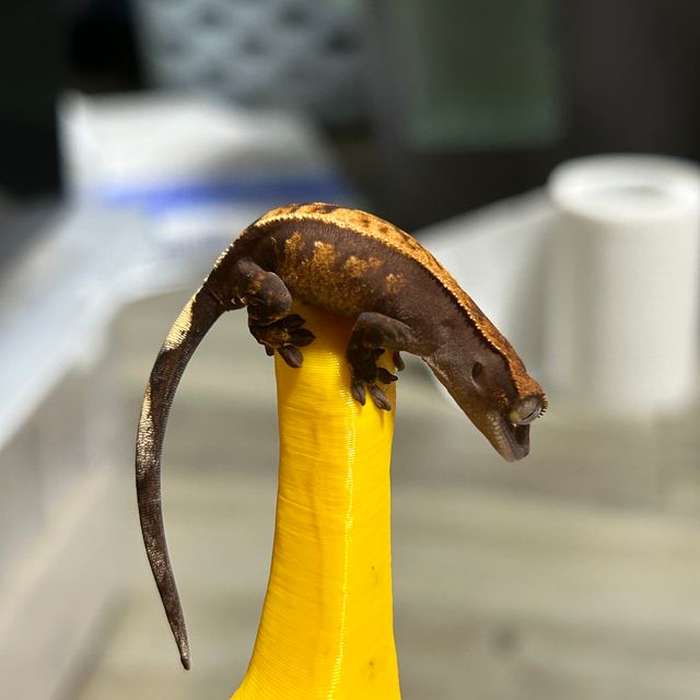 세이블