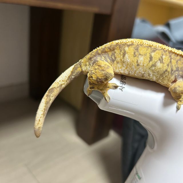 익스트림할리퀸