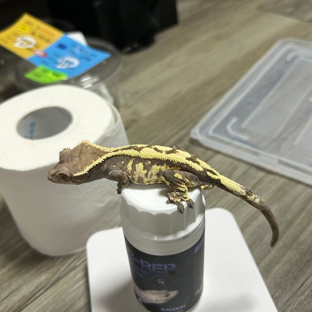 세이블