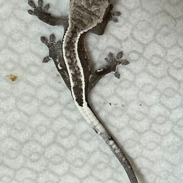풀핀 아잔틱
