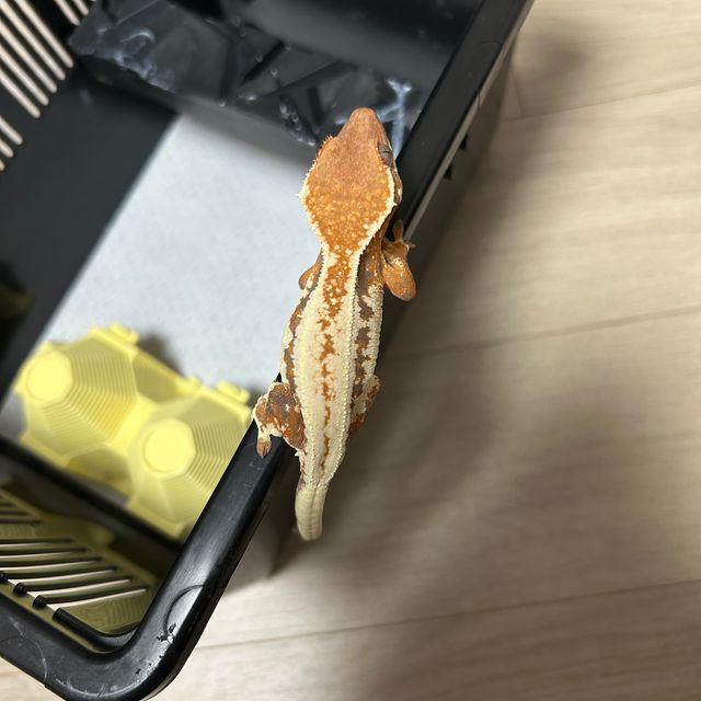 릴리 세이블