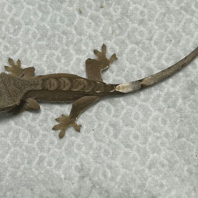 브린들 레드