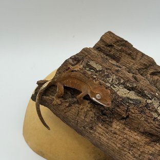 바이 화이트포트홀 레드