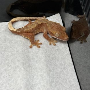 바이 화이트포트홀 레드