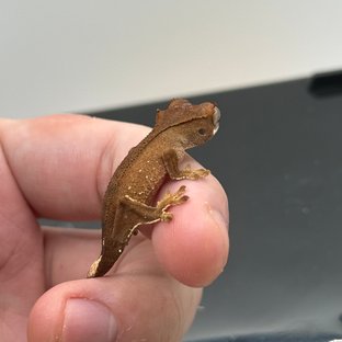 바이 화이트포트홀 레드