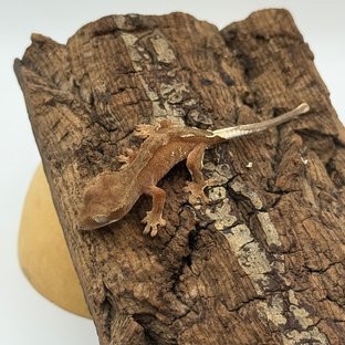 바이 화이트포트홀 레드