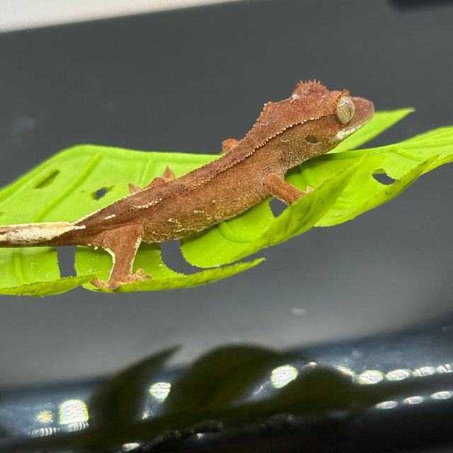 바이 화이트포트홀 레드