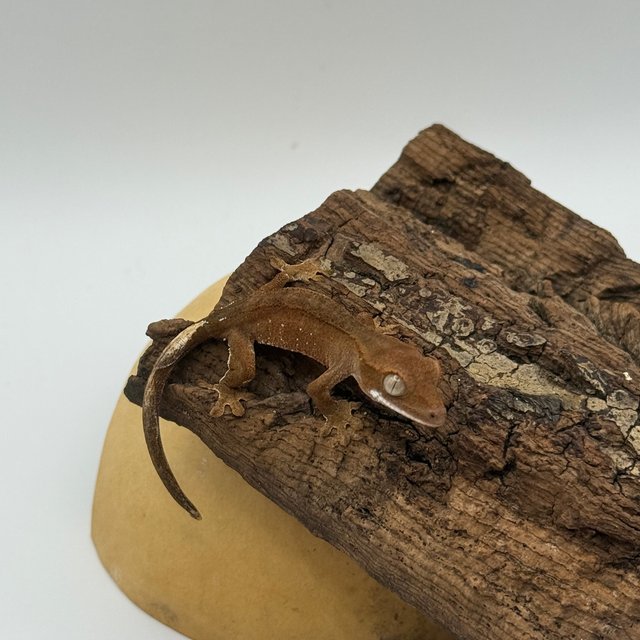 바이 화이트포트홀 레드