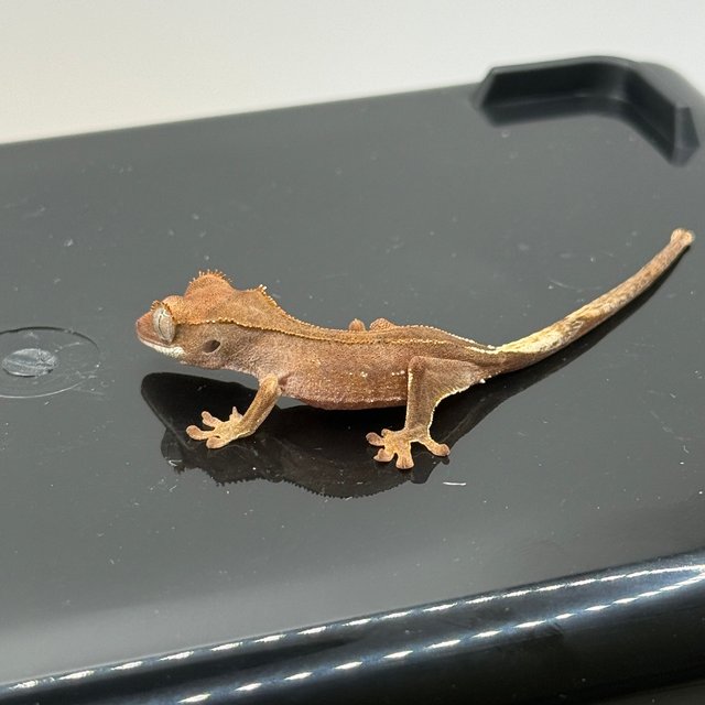 바이 화이트포트홀 레드