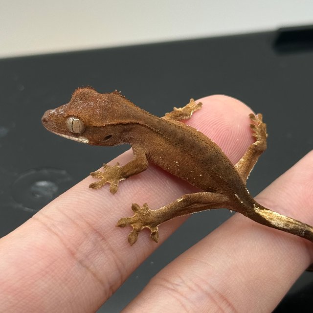 바이 화이트포트홀 레드