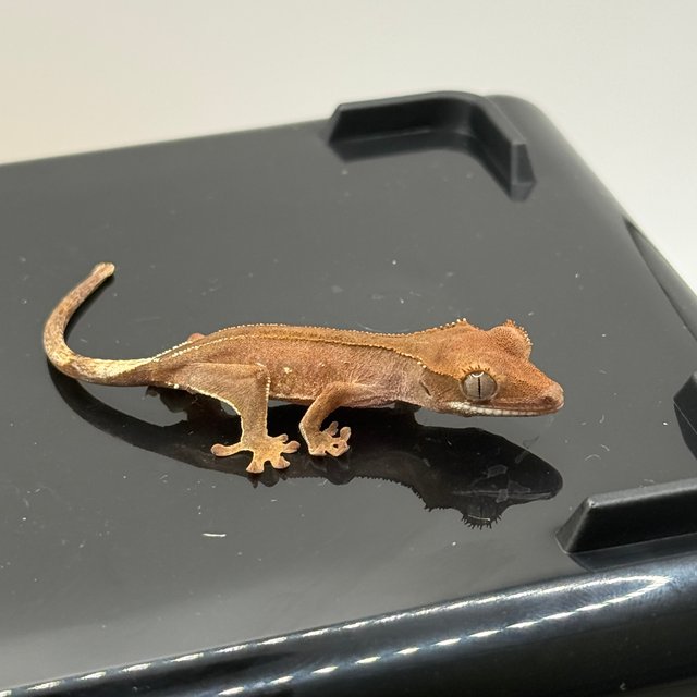 바이 화이트포트홀 레드