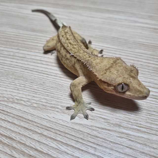바이 할리퀸 크림 레드