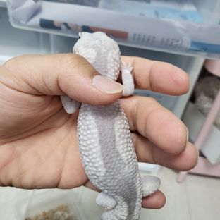 고스트 오레오 줄루