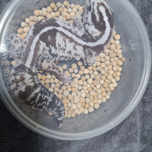 화이트아웃 오레오 헷 고스트 헷 줄루