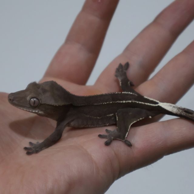 아잔틱