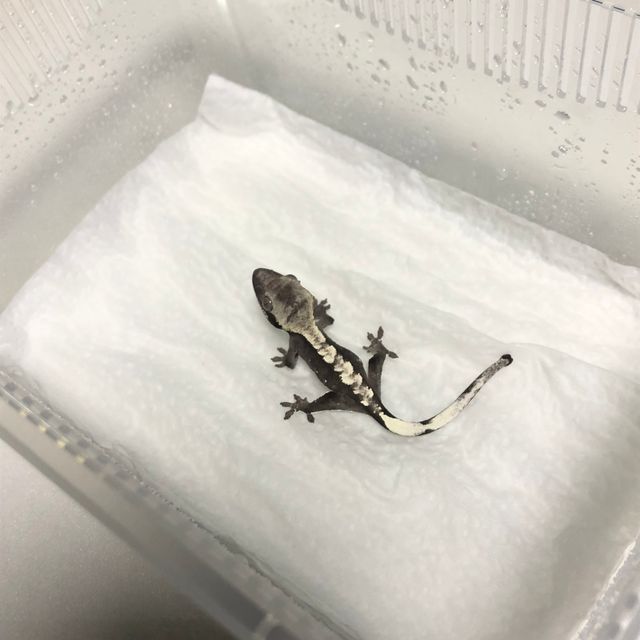 아잔틱