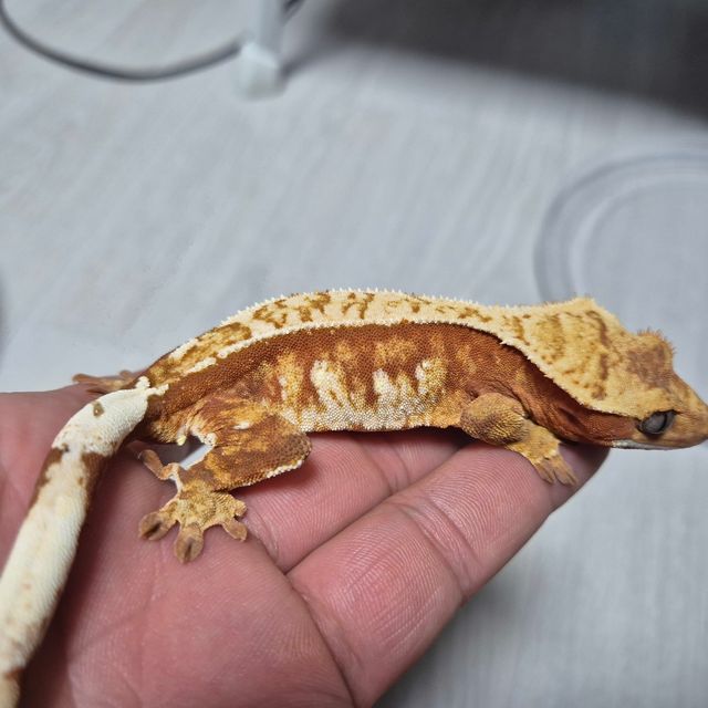 레드 트라이 익스트림할리퀸