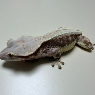 릴리화이트 크림