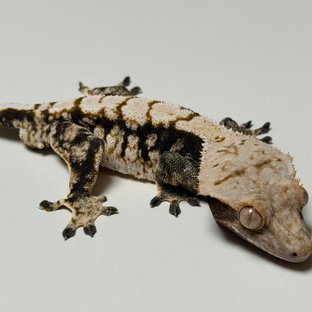 노멀 플레임 다크