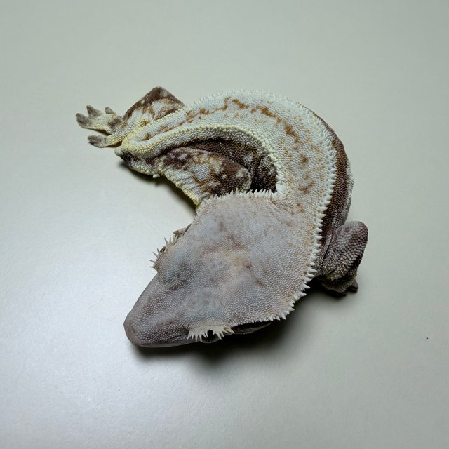 릴리화이트 크림