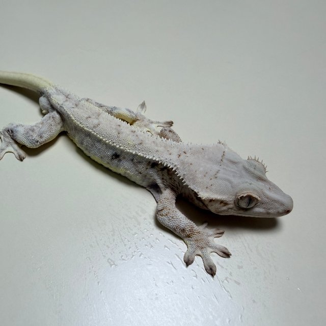 릴리화이트 트라이