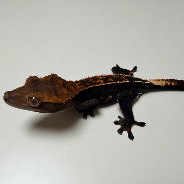 핀스트라이프 엠티백 쿼드 다크