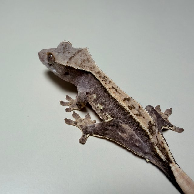 100%헷아잔틱 노멀 쿼드