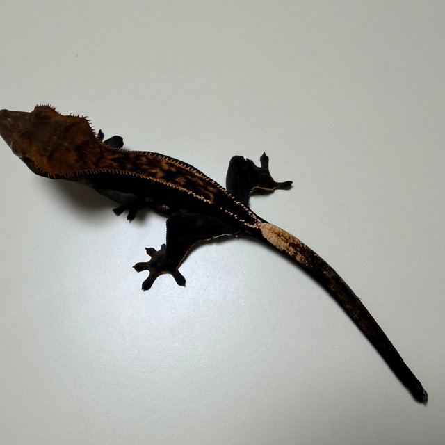 핀스트라이프 엠티백 쿼드 다크